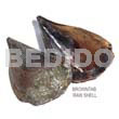 Ra Unpolished Browntab Shells