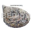 Ra Unpolished Blacktab Shells