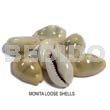 Loose Monita Shells No