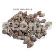 Ra Unpolished Nassa Tiger Shells