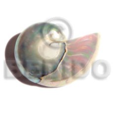Nautilus shell brooch