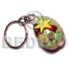 Sigay laminated seahells