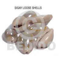 Loose sigay shells no