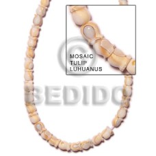 Mosaic tulip luhuanus