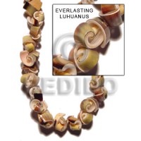 Green everlasting luhuanus