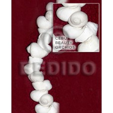 Cebu beauty orchids